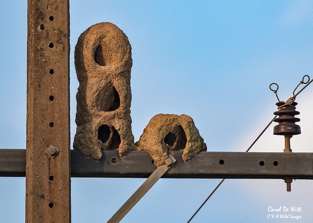 Oven bird nests