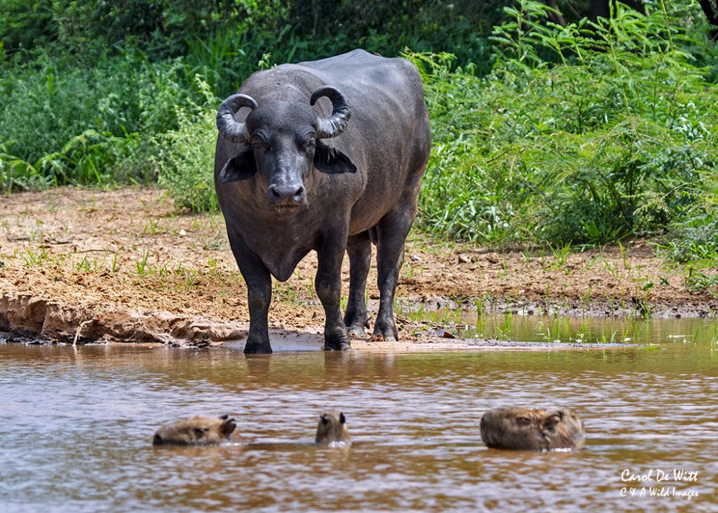 Domestic Water Buffalo