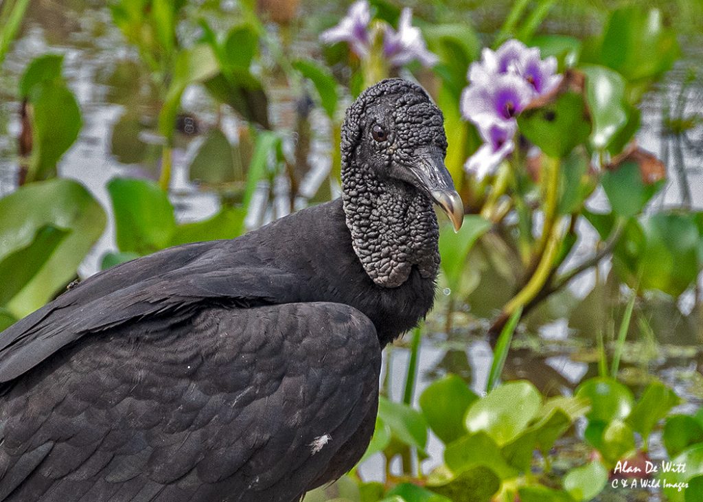 Black headed vulture