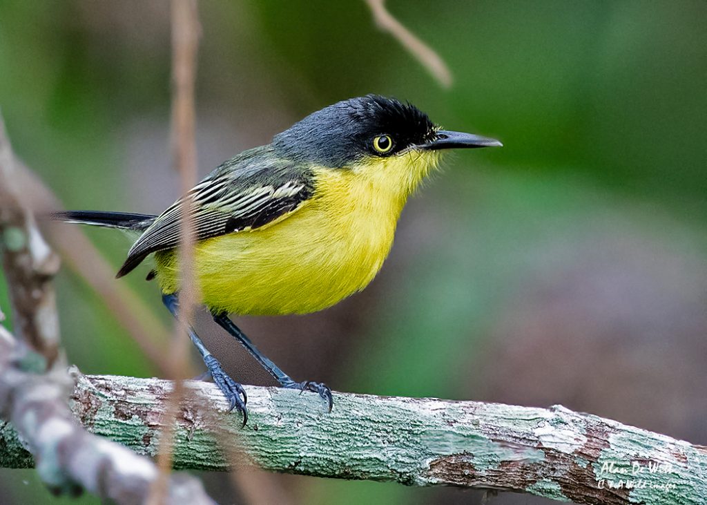 Common-Tody-Flycatcher