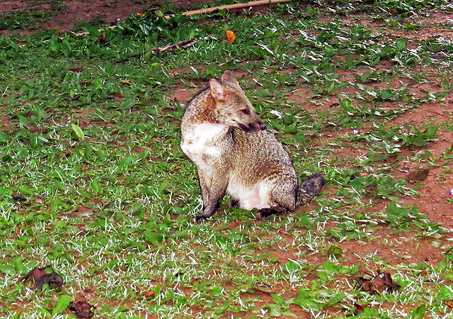Crab-eating Fox