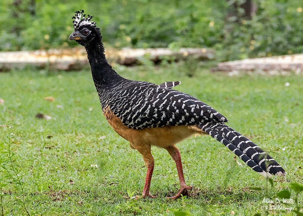 Female Bare-faced Curassow