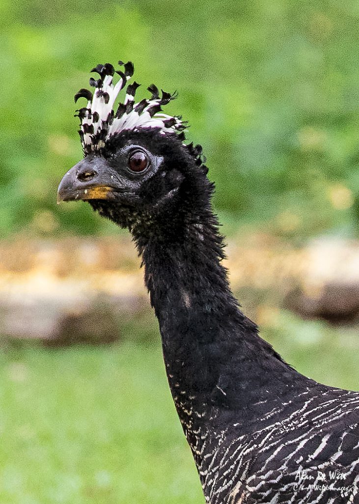 Bare-faced Curassow -Female 