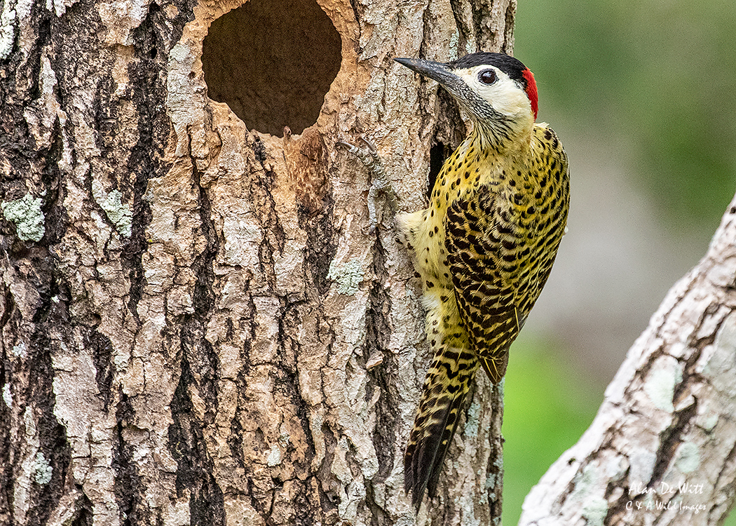 Green-barred Woodpecker