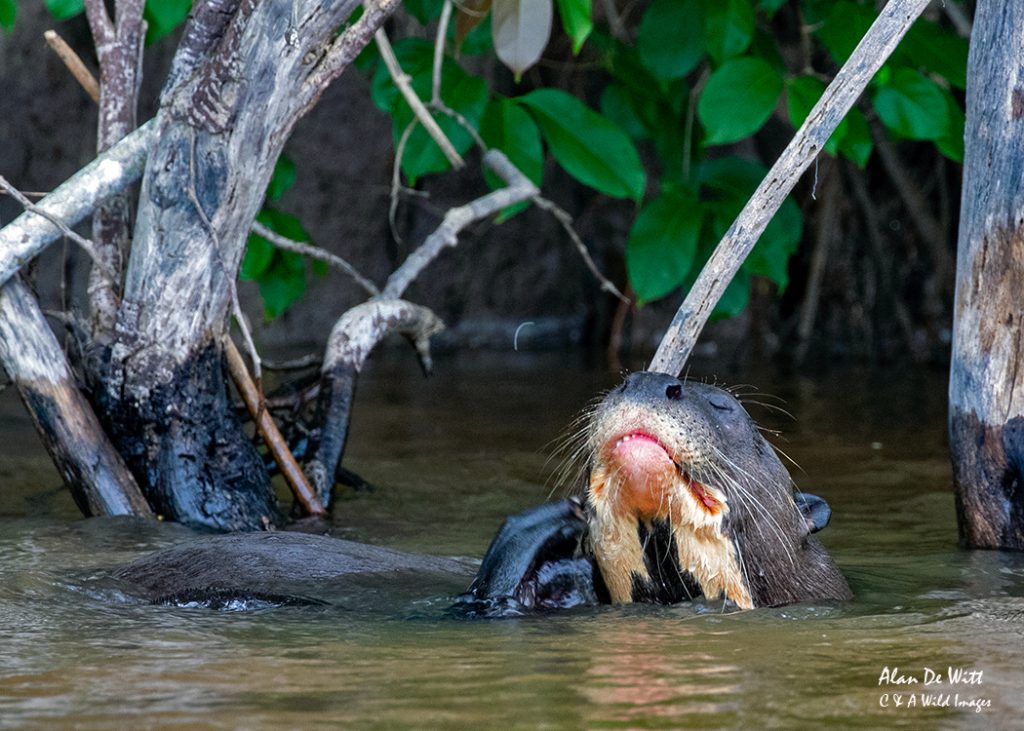 Giant Otter outside its Holt