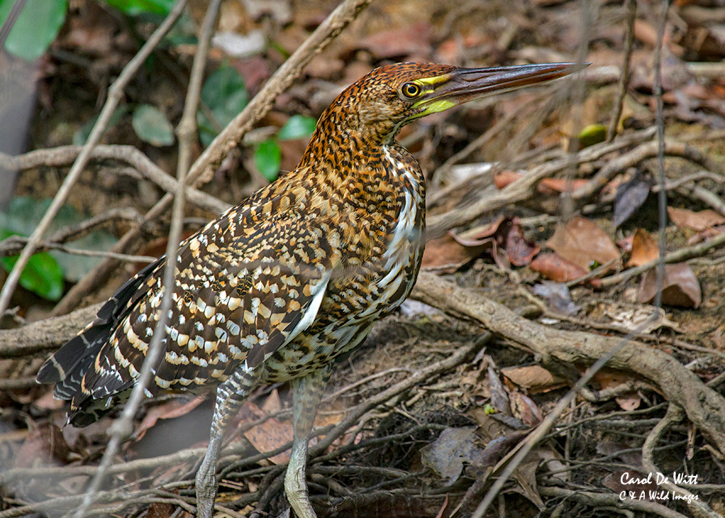Juvenile Rufescent Tiger Heron