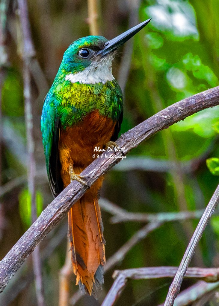 Rufous-tailed Jacamar