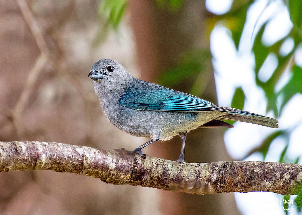 Sayaca Tanager
