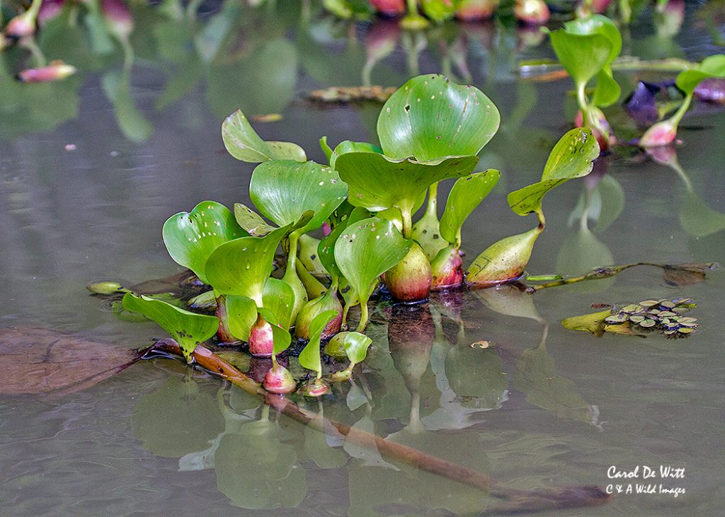 water hyacinth