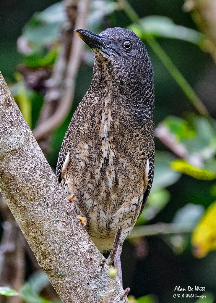 Zigzag Heron
