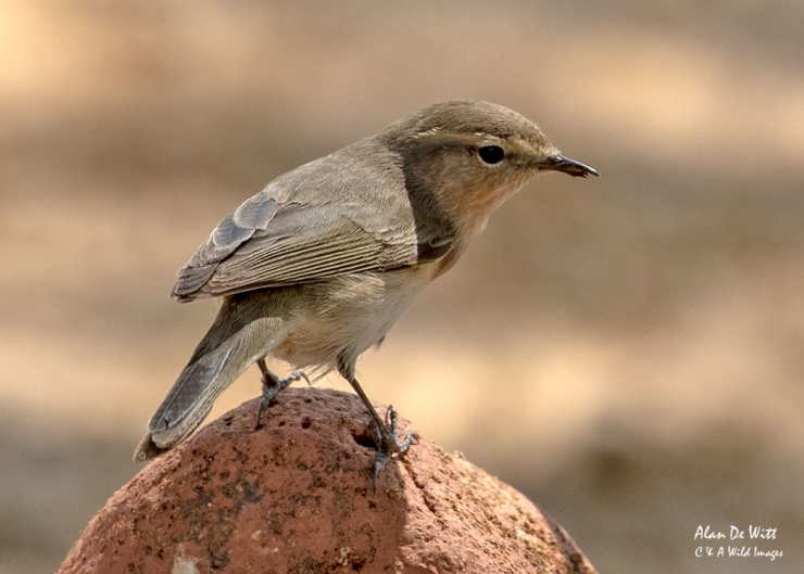 Common Chiffchaff in Satpura National Park