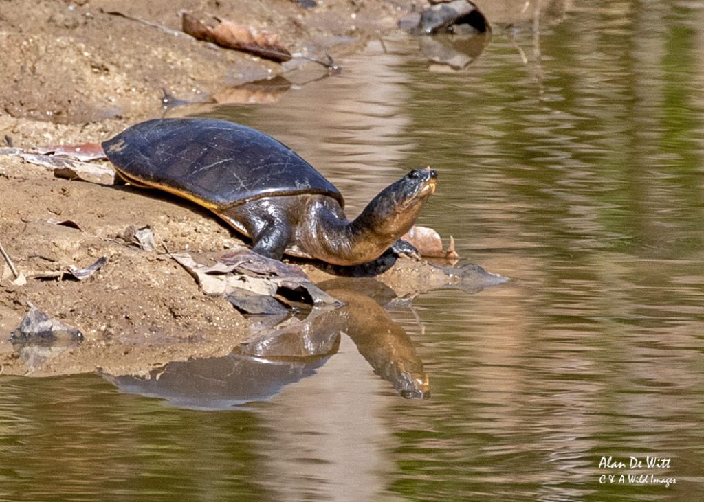 Indian Soft-shell Turtle