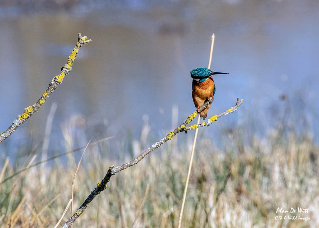 Kingfisher at Bernard’s hide