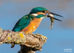Kingfishers and Ospreys