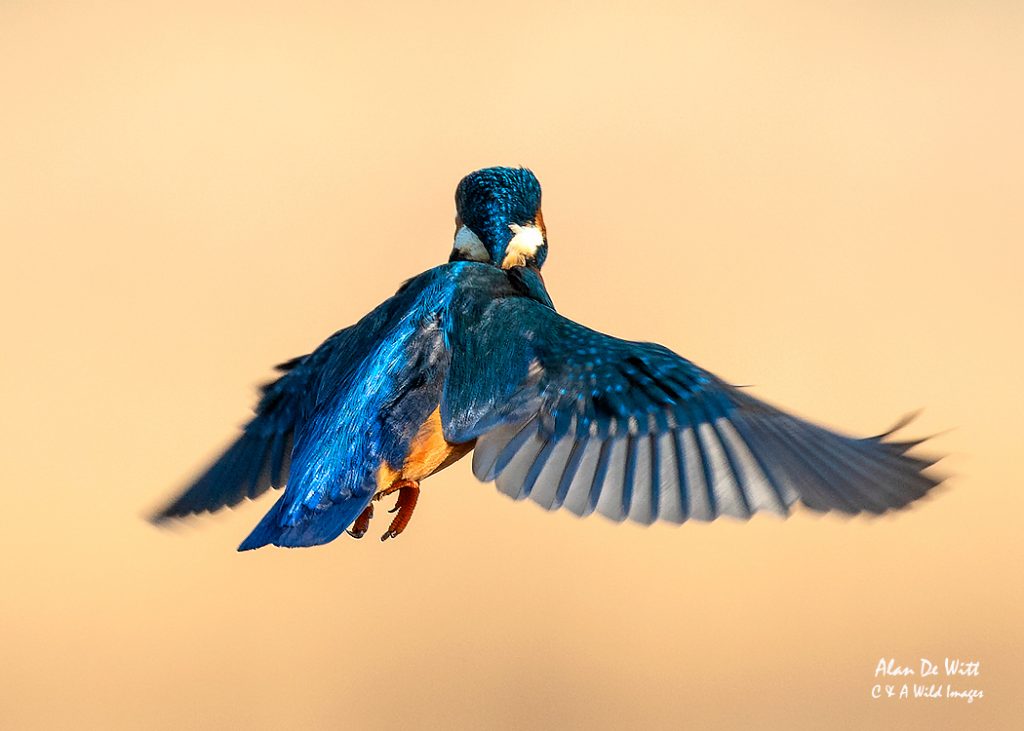 Kingfisher in flight