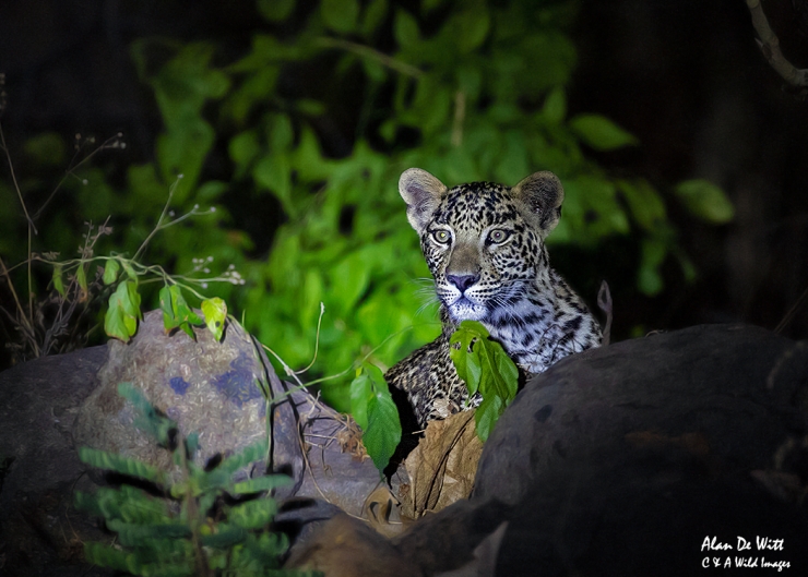 Leopard cub at Satpura NP