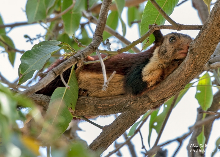 Malabar Giant Squirrel in Satpura National Park