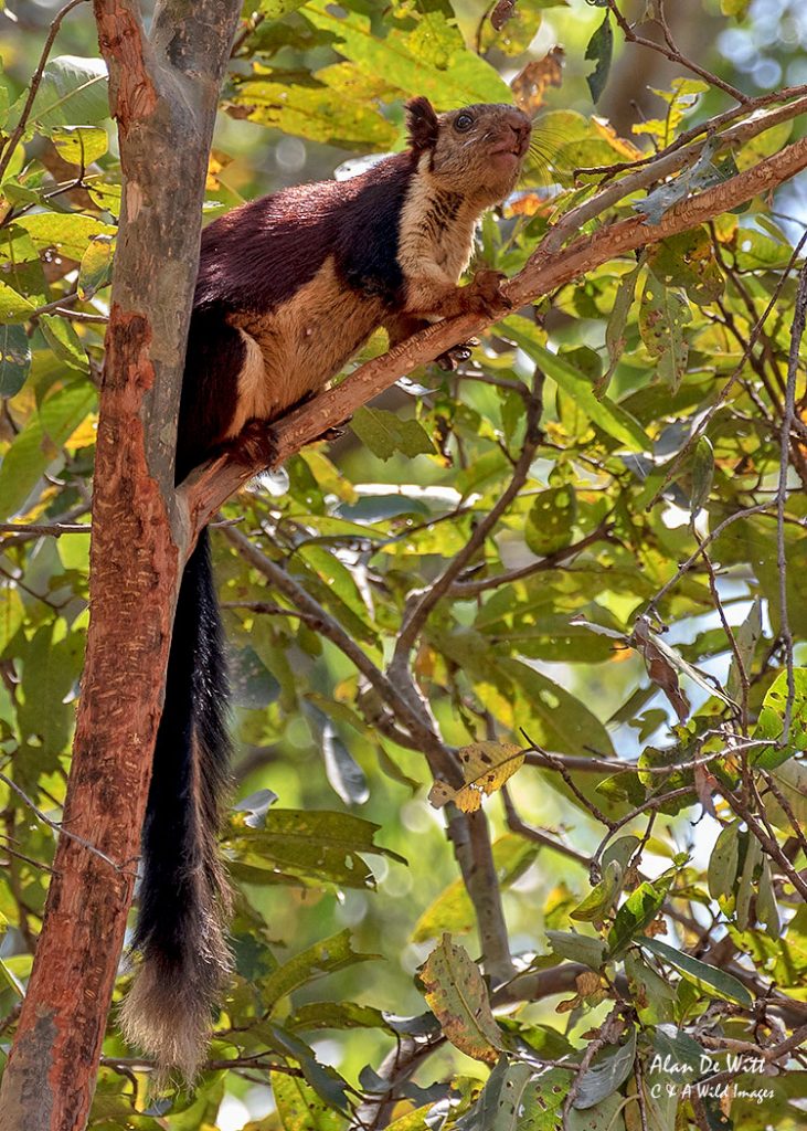 Indian Giant Squirrel