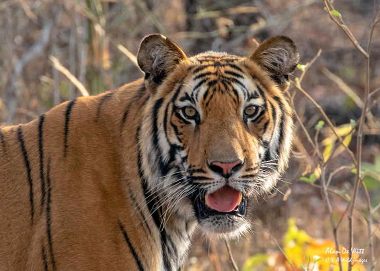 Male Tiger in Satpura Tiger Reserve