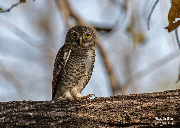 Jungle Owlet in Satpura Tiger Reserve