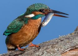 Visit to Lackford Lakes