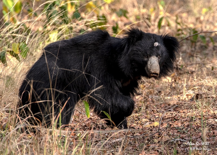 Sloth Bear in Satpura Tiger Reserve