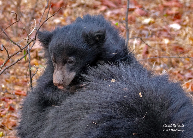 Sloth Bear cub  in Satpura Tiger Reserve