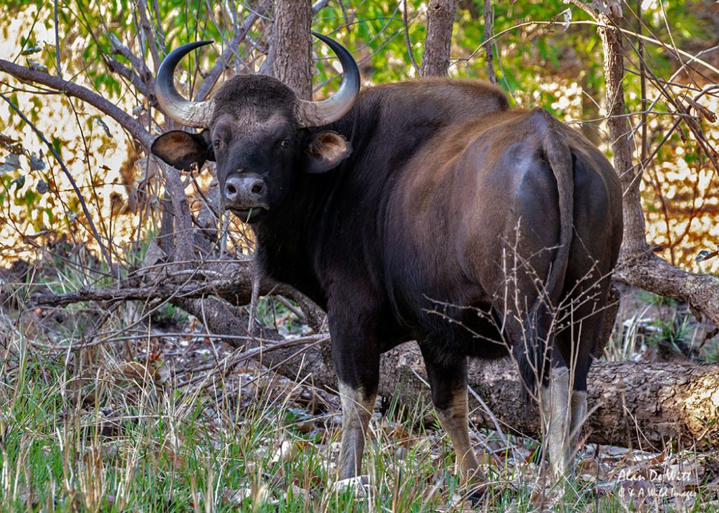 Indian Bison or Gaur