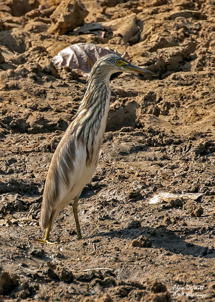 Indian Pond Heron