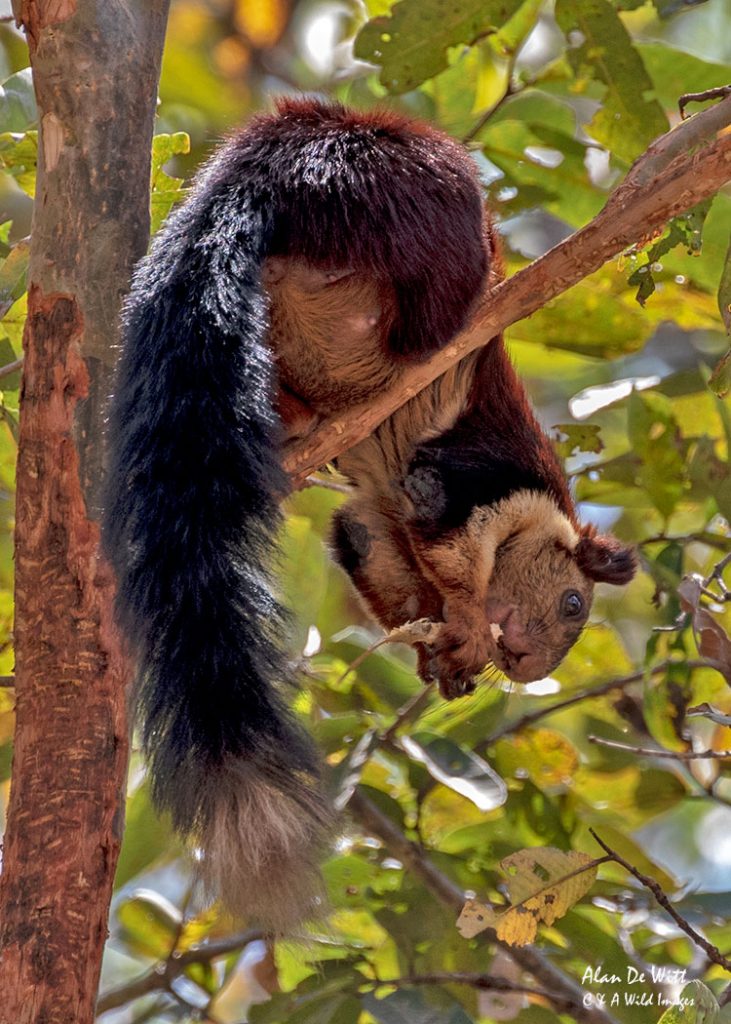 Malabar Giant Squirrel