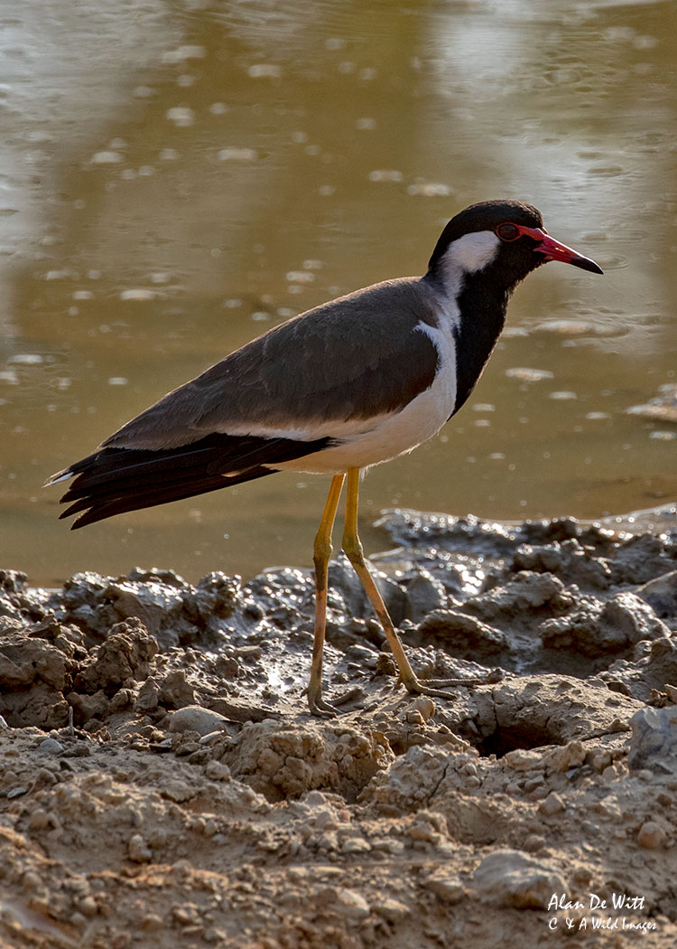 Red-wattled lapwing