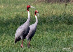 Keoladeo National Park