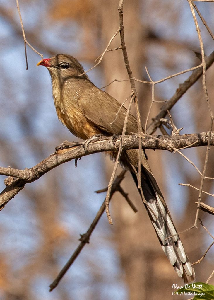 Sirkeer Malkoha