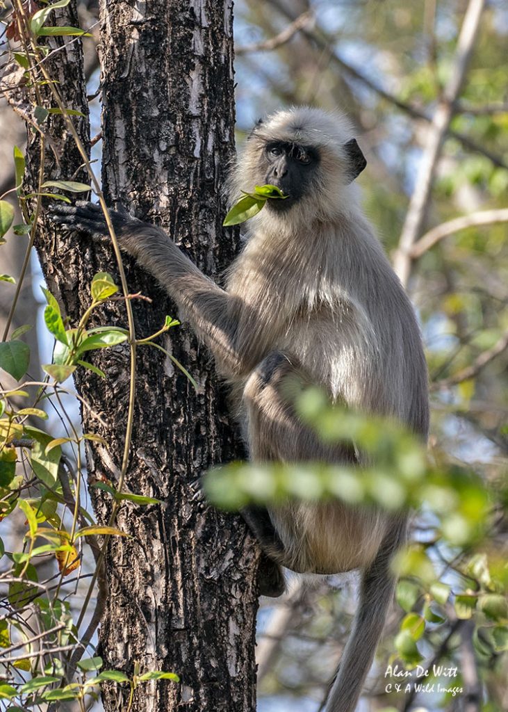 Southern plains Gray Langur