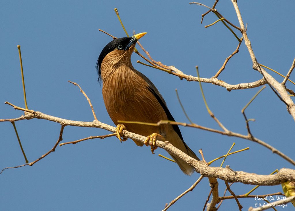 Brahminy Starling