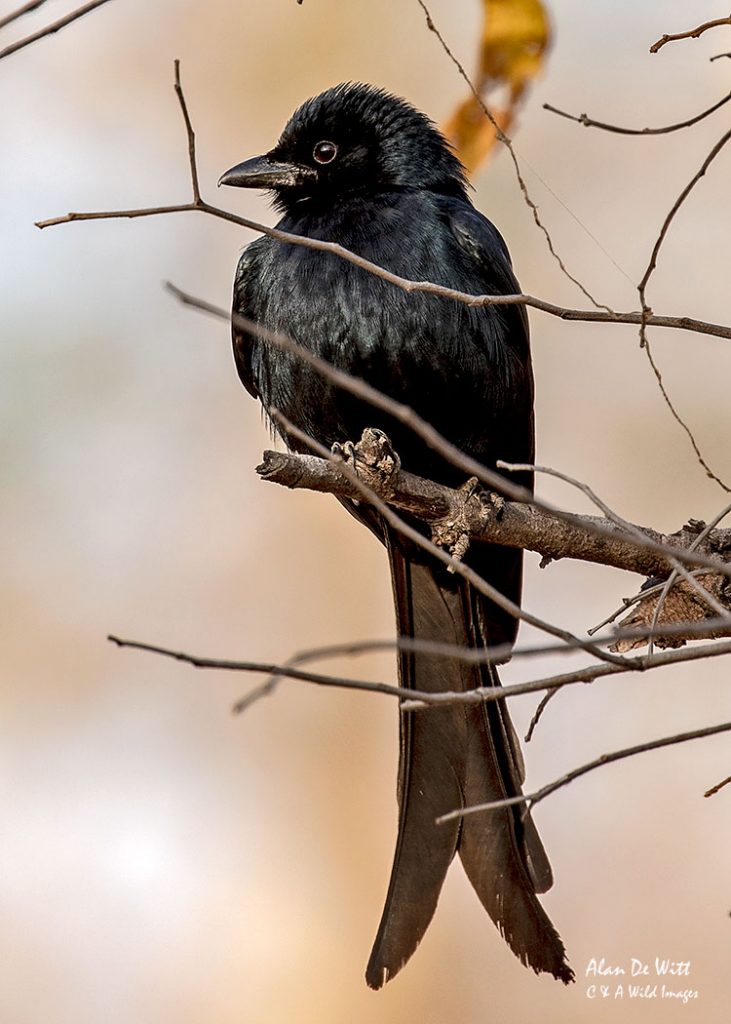 Forked Tailed Drongo