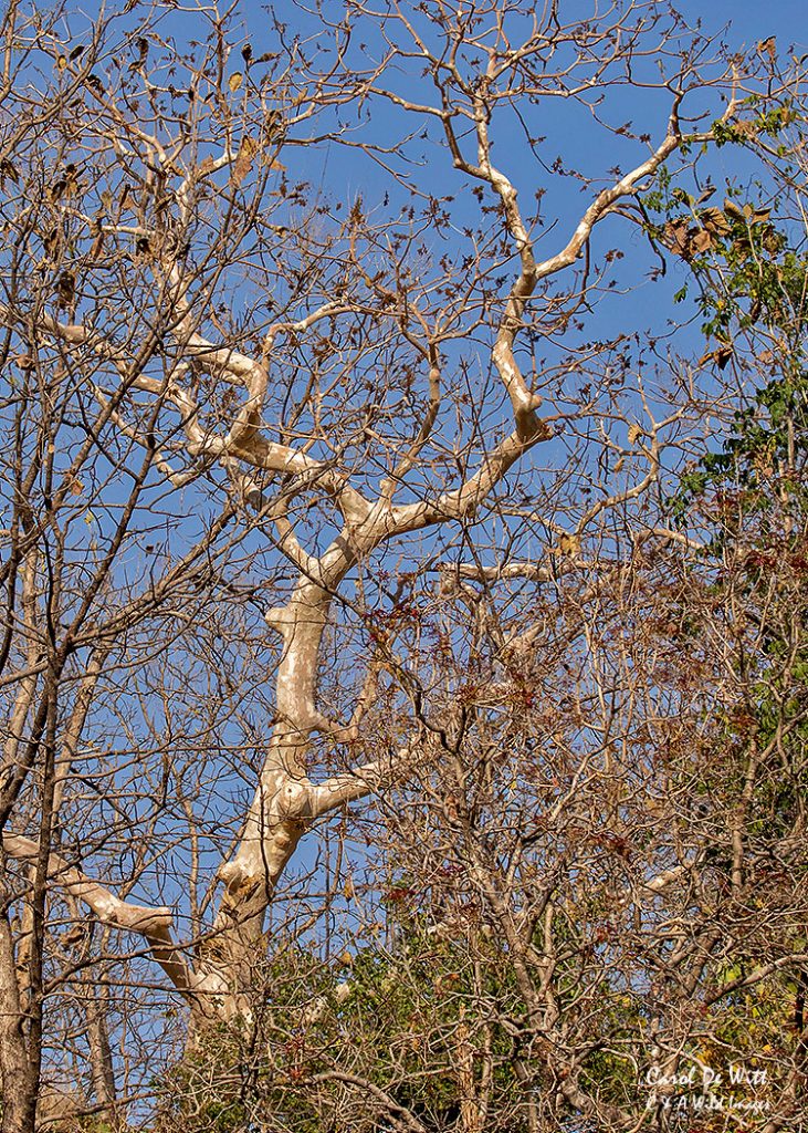 Ghost Tree