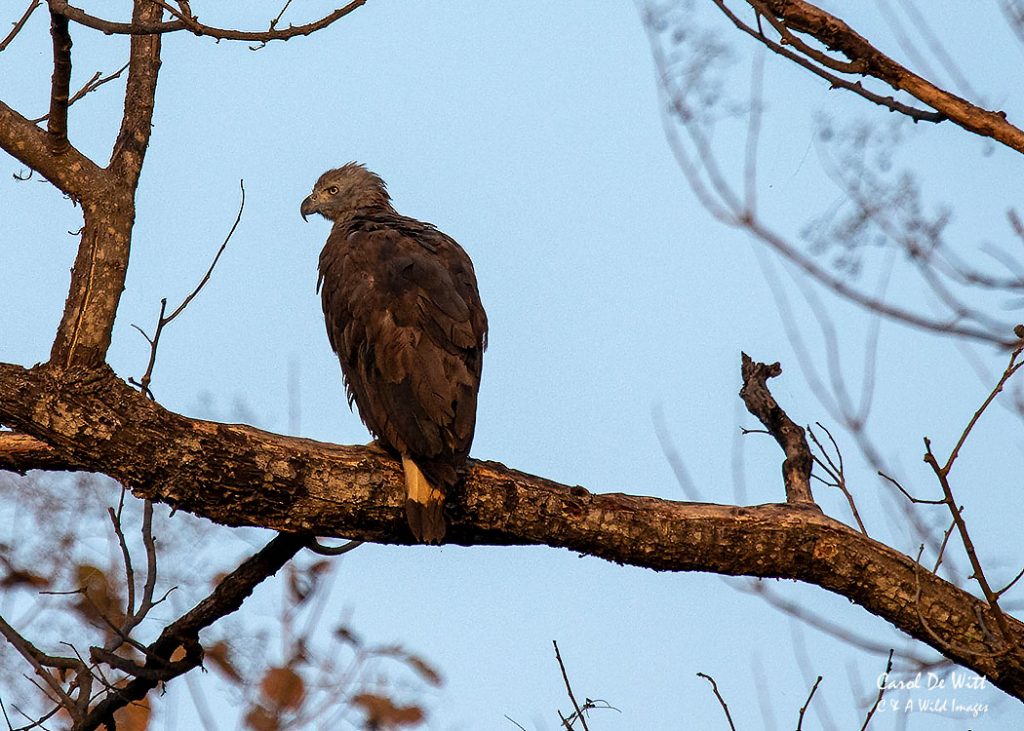 Grey-headed Fish Eagle