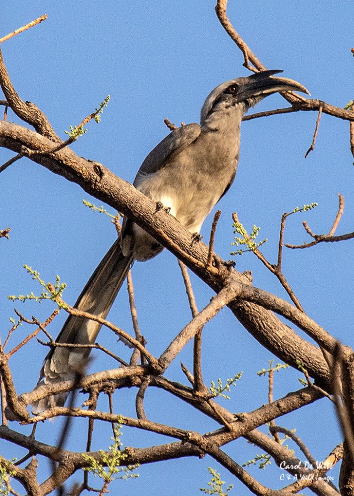 Indian Grey-hornbill
