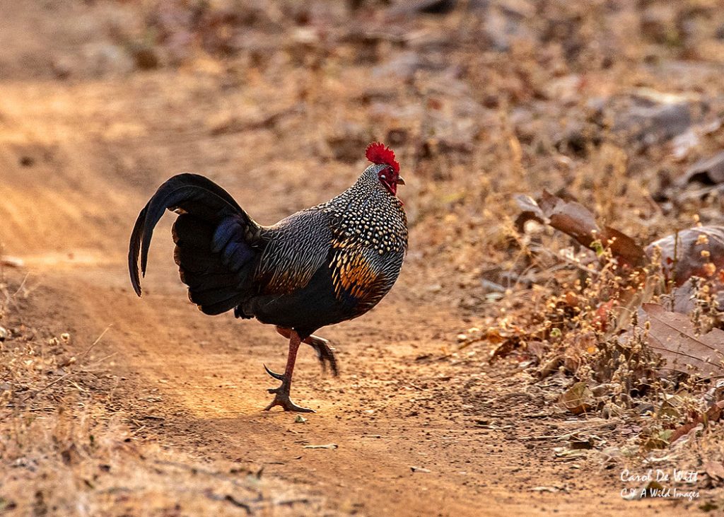 Jungle Fowl