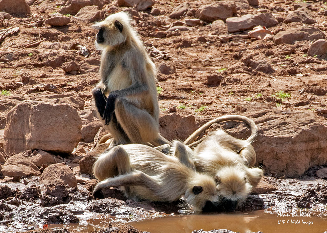 Northern Plains Grey Langur