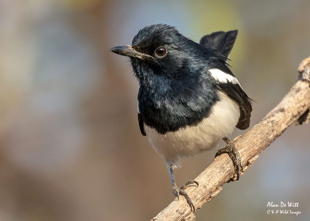 Oriental Magpie Robin