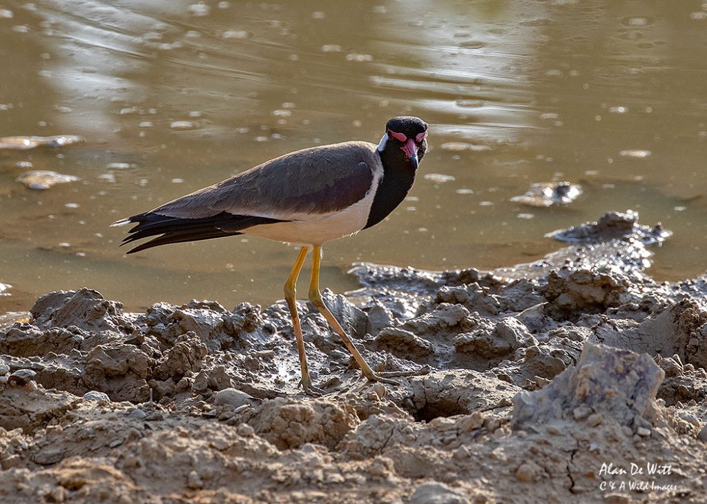 Red-wattled Lapwing