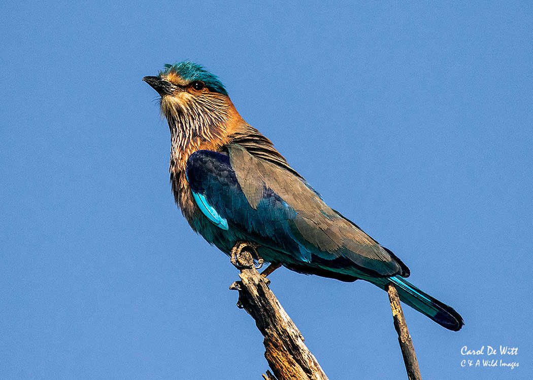 Indian Roller captured in early morning light