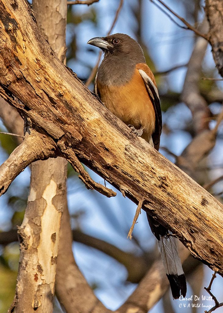 Rufous Treepie