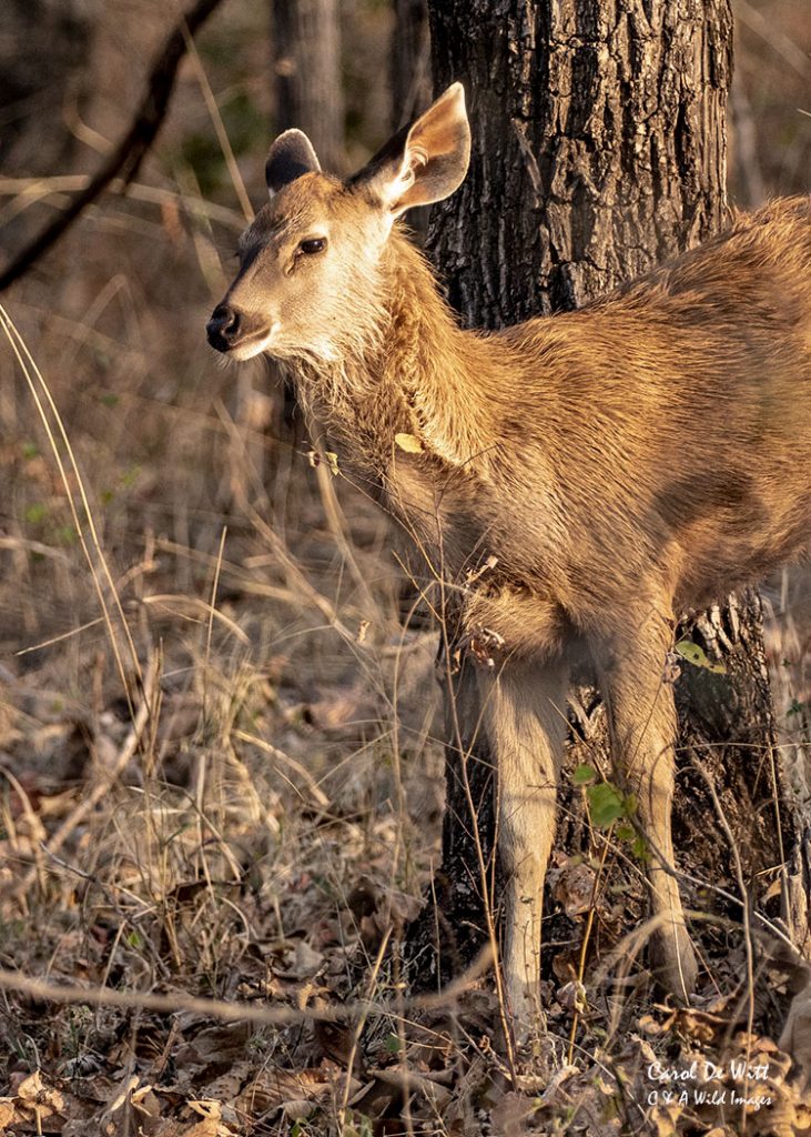 Young Sambar Deer