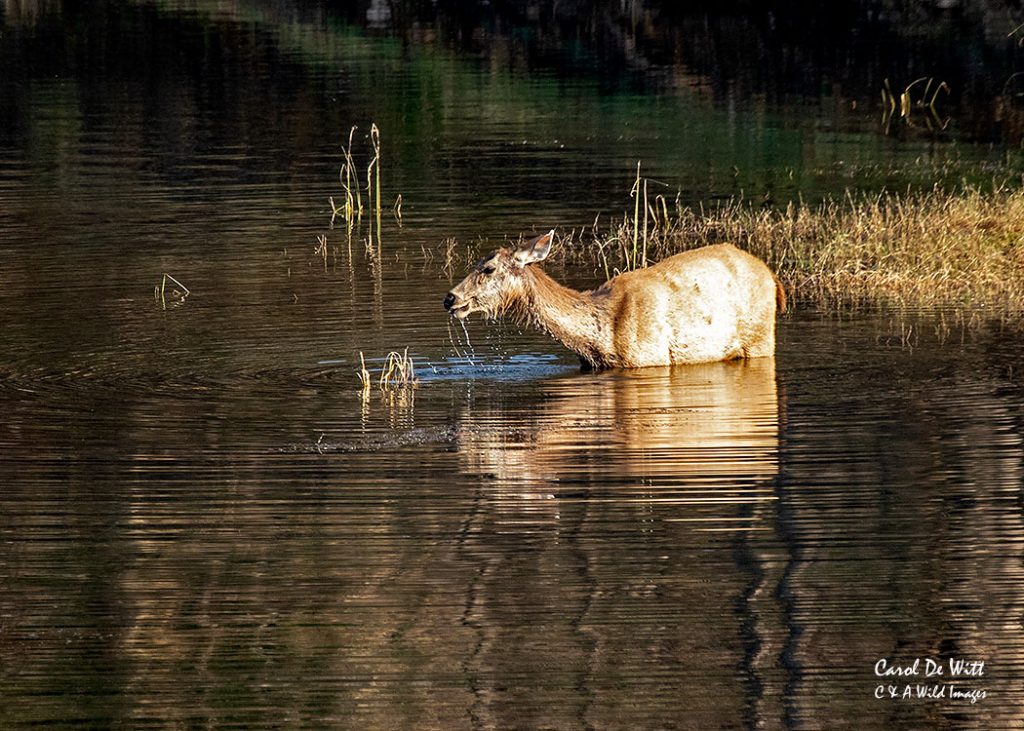 Sambar Deer standing in the wate