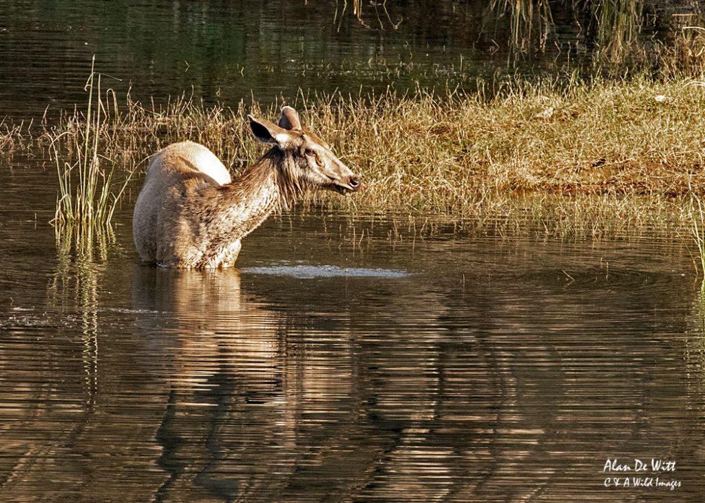 Sambar Deer standing in the wate
