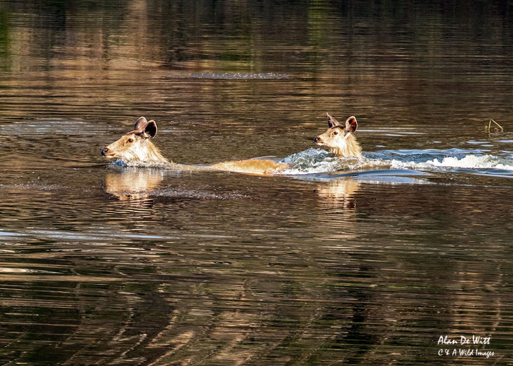 Samba swimming