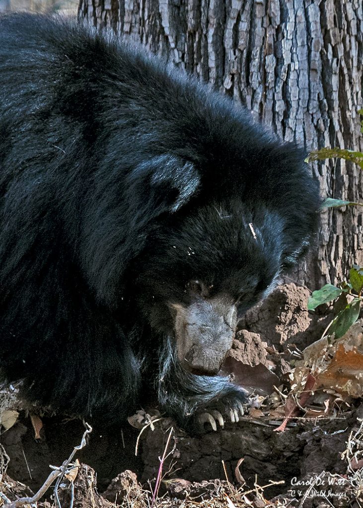 Sloth Bear in Satpura National Park Sloth Bear in Satpura National Park